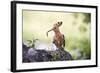 Hoopoe with Grub in Beak-null-Framed Photographic Print