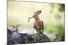 Hoopoe with Grub in Beak-null-Mounted Photographic Print