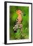 Hoopoe with Spider-null-Framed Art Print