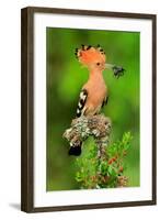 Hoopoe with Spider-null-Framed Art Print