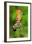 Hoopoe with Spider-null-Framed Art Print