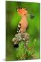 Hoopoe with Spider-null-Mounted Art Print