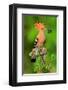 Hoopoe with Spider-null-Framed Art Print
