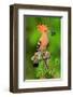 Hoopoe with Spider-null-Framed Art Print