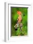 Hoopoe with Spider-null-Framed Art Print