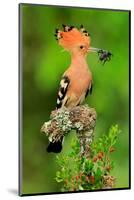 Hoopoe with Spider-null-Mounted Art Print