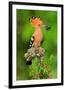 Hoopoe with Spider-null-Framed Premium Giclee Print