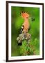 Hoopoe with Spider-null-Framed Premium Giclee Print