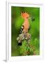 Hoopoe with Spider-null-Framed Premium Giclee Print