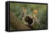Hoopoe-null-Framed Stretched Canvas