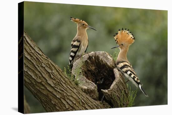 Hoopoe-null-Stretched Canvas