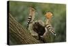 Hoopoe-null-Stretched Canvas