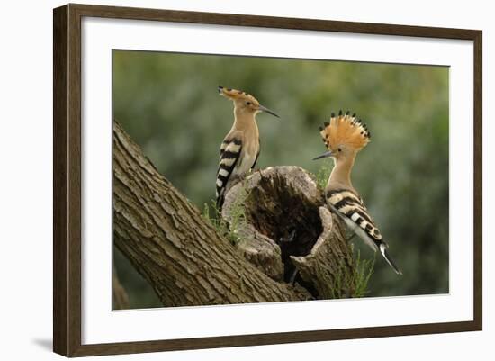 Hoopoe-null-Framed Photographic Print