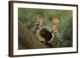 Hoopoe-null-Framed Photographic Print