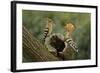 Hoopoe-null-Framed Photographic Print