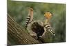 Hoopoe-null-Mounted Photographic Print