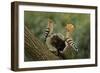 Hoopoe-null-Framed Photographic Print