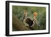 Hoopoe-null-Framed Photographic Print