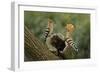 Hoopoe-null-Framed Photographic Print