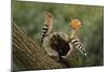 Hoopoe-null-Mounted Photographic Print