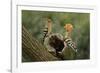 Hoopoe-null-Framed Photographic Print