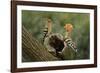 Hoopoe-null-Framed Photographic Print