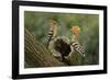 Hoopoe-null-Framed Photographic Print