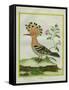 Hoopoe-Georges-Louis Buffon-Framed Stretched Canvas