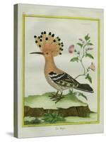 Hoopoe-Georges-Louis Buffon-Stretched Canvas