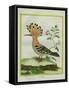 Hoopoe-Georges-Louis Buffon-Framed Stretched Canvas