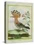 Hoopoe-Georges-Louis Buffon-Stretched Canvas