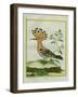 Hoopoe-Georges-Louis Buffon-Framed Giclee Print