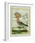 Hoopoe-Georges-Louis Buffon-Framed Giclee Print