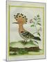 Hoopoe-Georges-Louis Buffon-Mounted Giclee Print