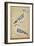 Hoopoes, C.1590-null-Framed Premium Giclee Print