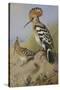 Hoopoes-Archibald Thorburn-Stretched Canvas