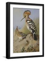 Hoopoes-Archibald Thorburn-Framed Giclee Print