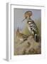 Hoopoes-Archibald Thorburn-Framed Giclee Print