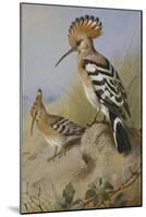 Hoopoes-Archibald Thorburn-Mounted Giclee Print