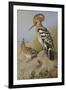 Hoopoes-Archibald Thorburn-Framed Giclee Print