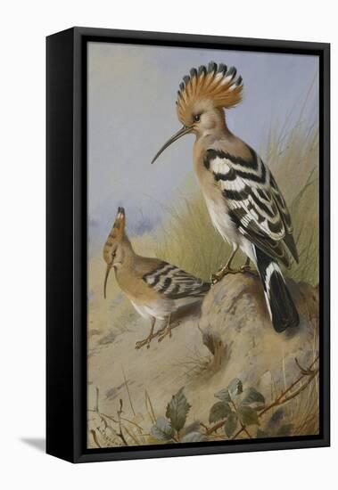 Hoopoes-Archibald Thorburn-Framed Stretched Canvas