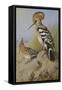 Hoopoes-Archibald Thorburn-Framed Stretched Canvas