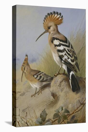 Hoopoes-Archibald Thorburn-Stretched Canvas
