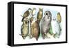 Hoot of Owls-Theodore Jasper-Framed Stretched Canvas