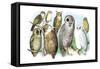 Hoot of Owls-Theodore Jasper-Framed Stretched Canvas