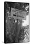 Hop and Berry Fields-Dorothea Lange-Framed Stretched Canvas