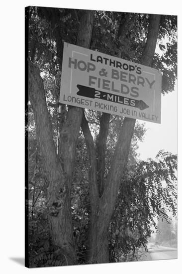 Hop and Berry Fields-Dorothea Lange-Stretched Canvas