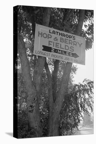 Hop and Berry Fields-Dorothea Lange-Stretched Canvas