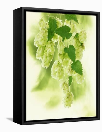 Hop Cones-Petr Gross-Framed Stretched Canvas