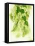 Hop Cones-Petr Gross-Framed Stretched Canvas